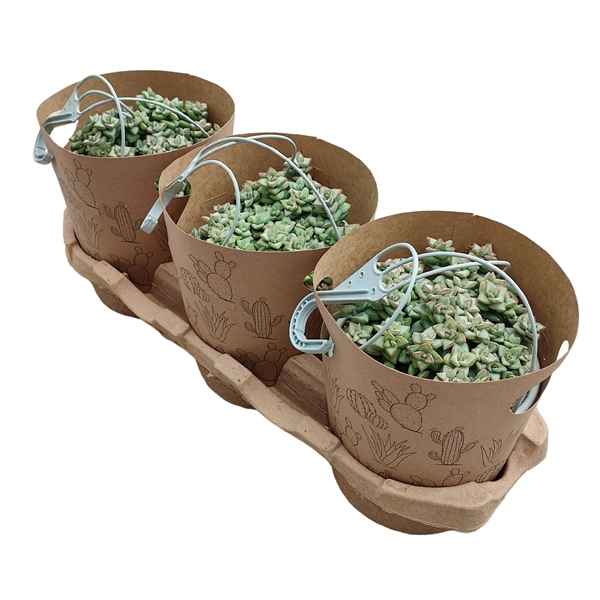 Горшечные цветы и растения оптом Crassula Rupestris In Hanging Basket Potcover от 3шт из Голландии с доставкой по России