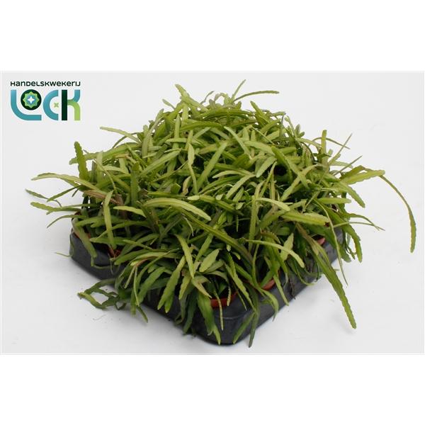 Горшечные цветы и растения оптом Lepismium Bolivianen от 20шт (для телеги) из Голландии с доставкой по России