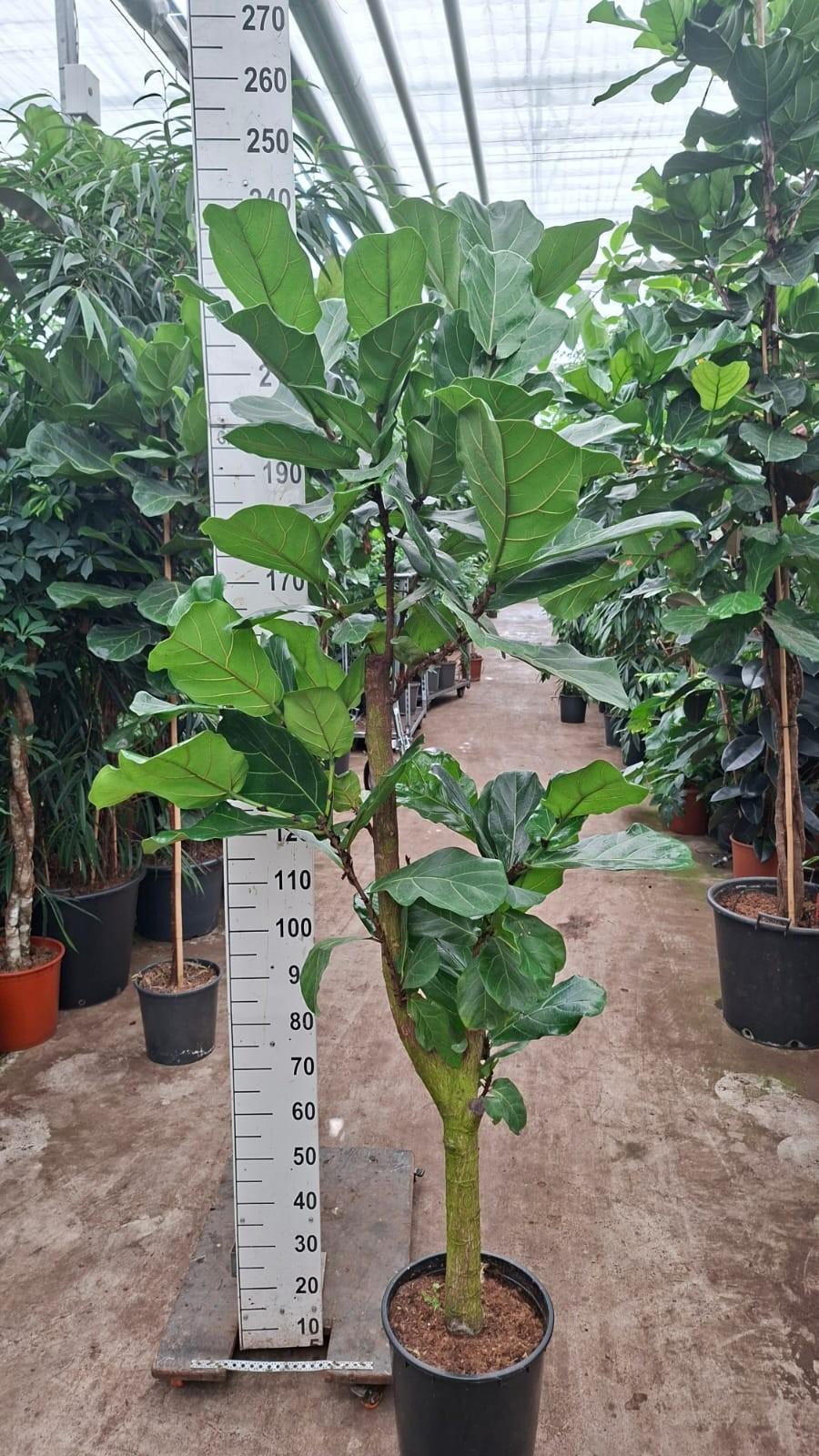 Горшечные цветы и растения оптом Ficus Lyrata Vertakt Dik Hout 240 от 1шт из Голландии с доставкой по России