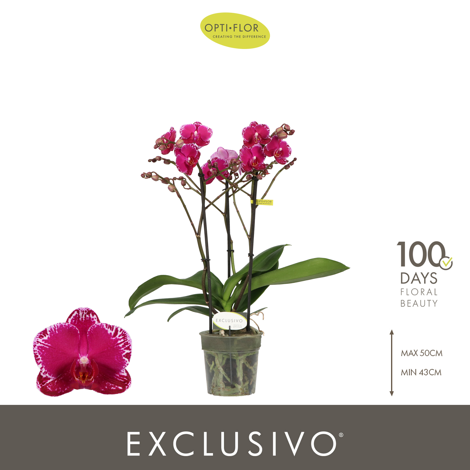 Горшечные цветы и растения оптом Phal 3st Exclusivo Asian Violin  25+ (opti) от 6шт из Голландии с доставкой по России