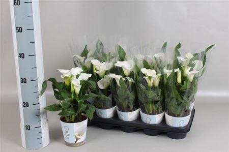Горшечные цветы и растения оптом Zantedeschia White In Potcover от 10шт из Голландии с доставкой по России