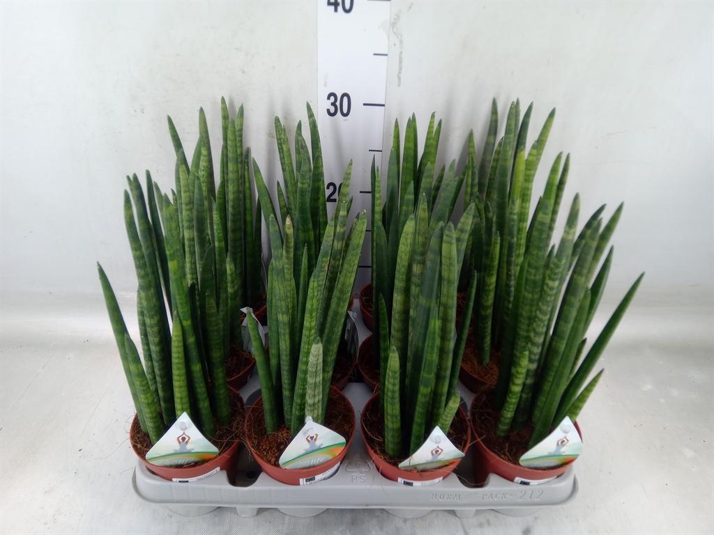 Горшечные цветы и растения оптом Sansevieria Cyl.  ... от 12шт из Голландии с доставкой по России
