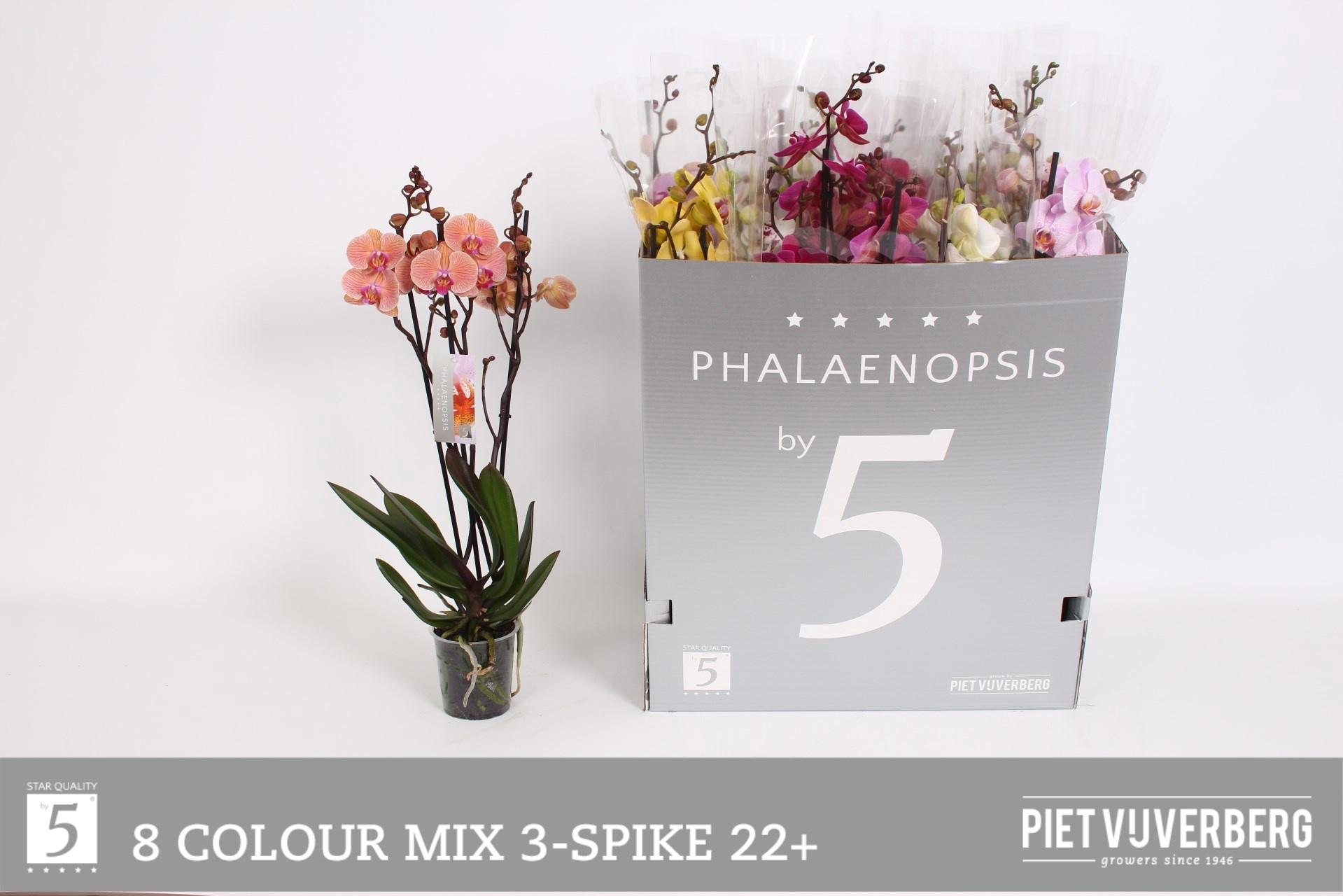 Горшечные цветы и растения оптом Phal 2st Mix 18+ (by-5) от 12шт из Голландии с доставкой по России