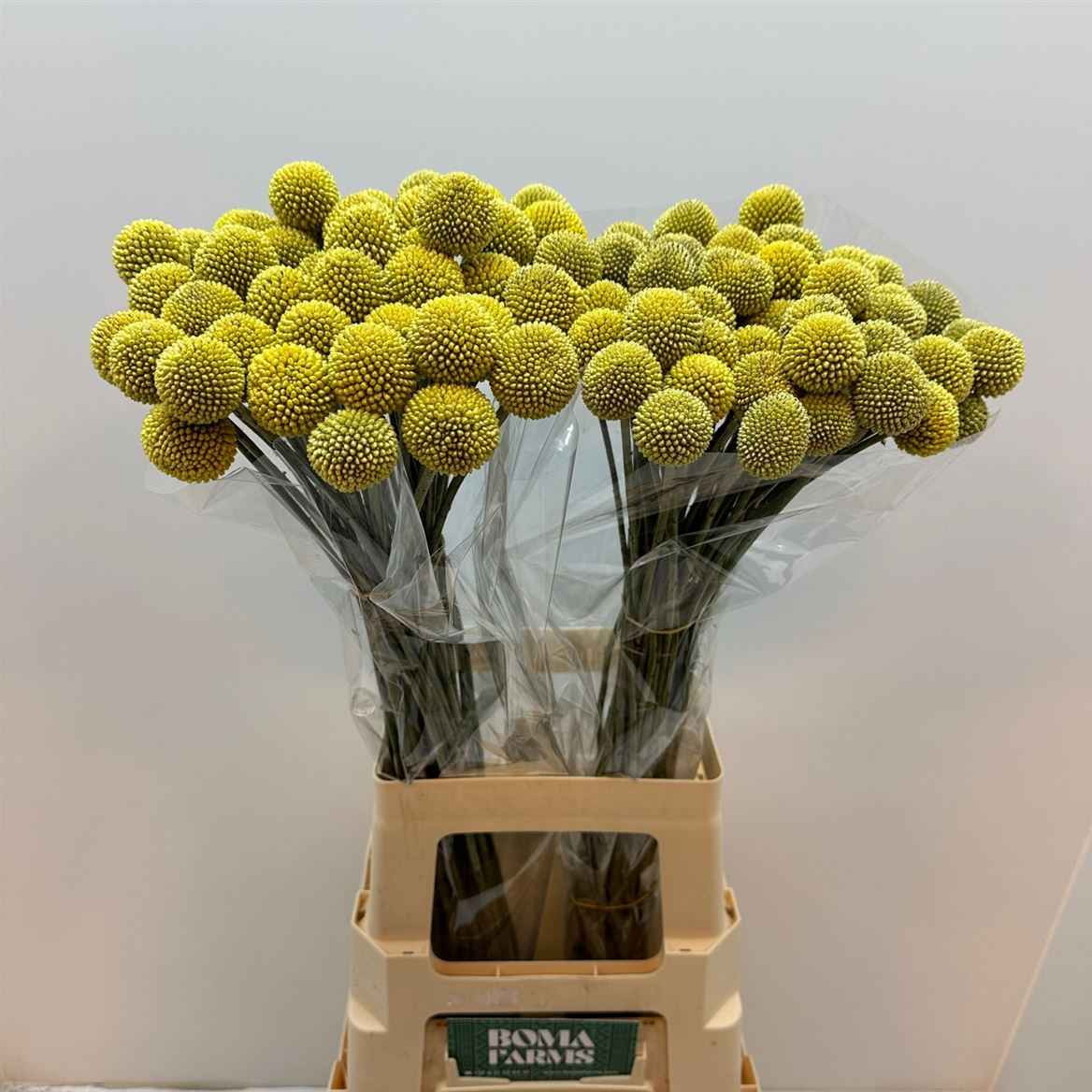 Срезанные цветы оптом Craspedia yellow от 100шт из Голландии с доставкой по России