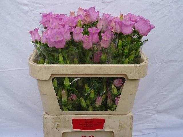 Срезанные цветы оптом Campanula medium champion pink от 40шт из Голландии с доставкой по России