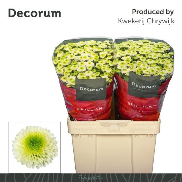 Срезанные цветы оптом Chrys sa maverick white от 50шт из Голландии с доставкой по России