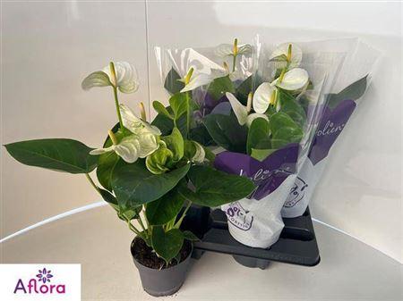 Горшечные цветы и растения оптом Anthu An Sierr White 5-6 от 4шт из Голландии с доставкой по России