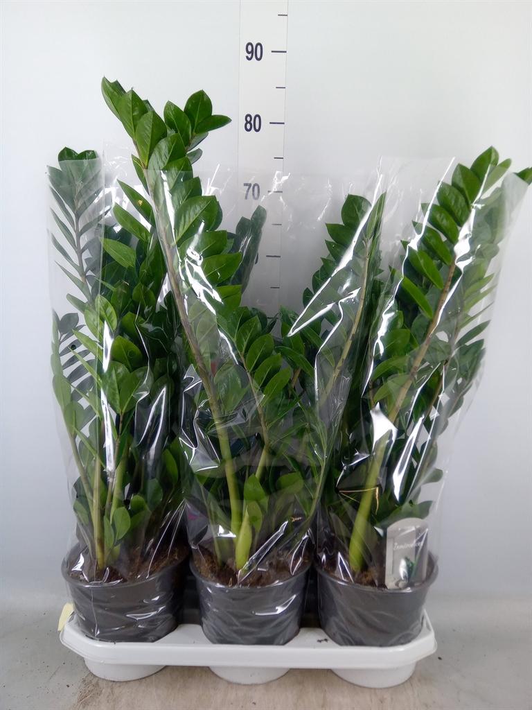 Горшечные цветы и растения оптом Zamioculcas 8+ от 3шт из Голландии с доставкой по России