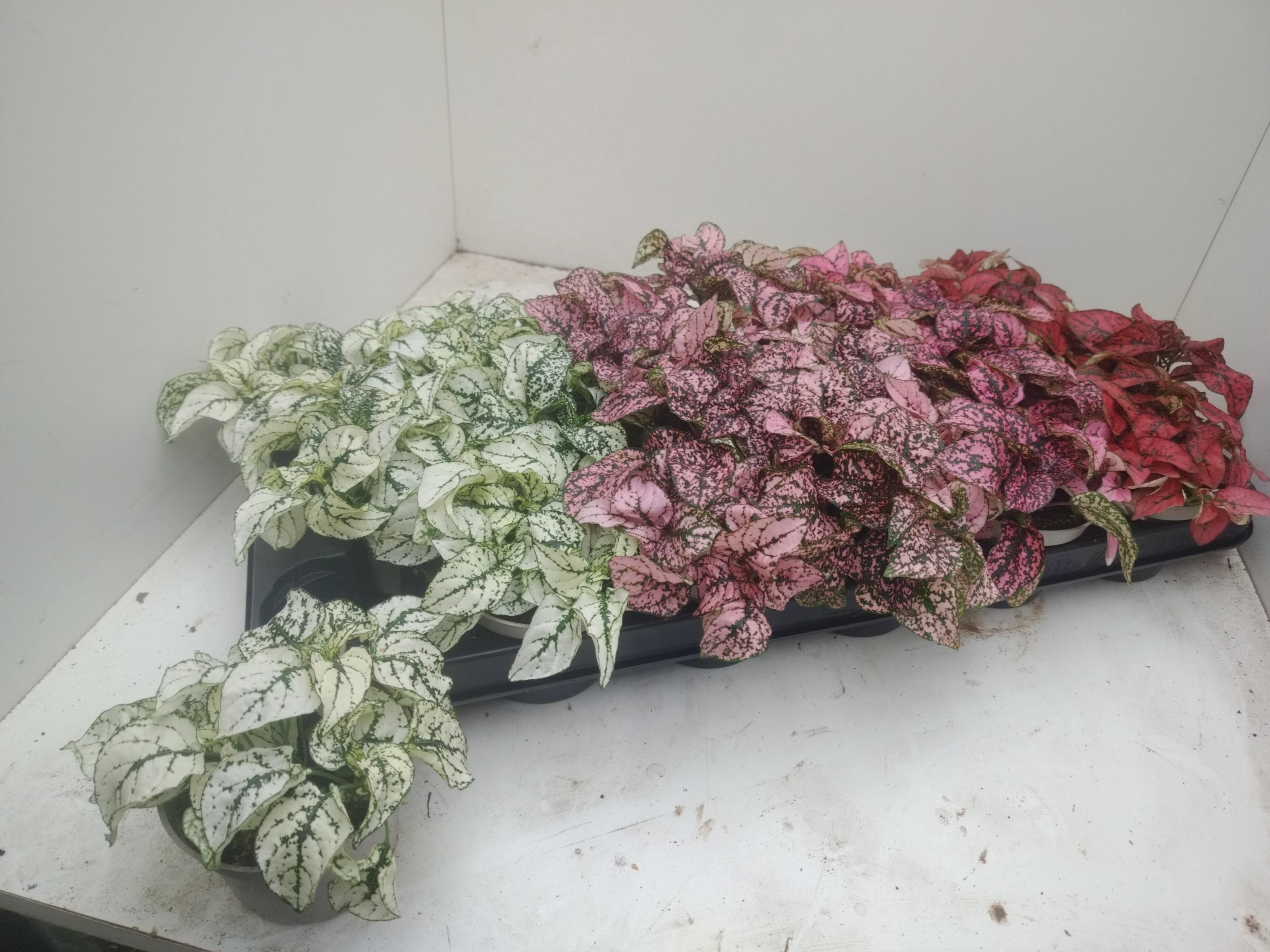 Горшечные цветы и растения оптом Hypoest Gem от 18шт (для телеги) из Голландии с доставкой по России