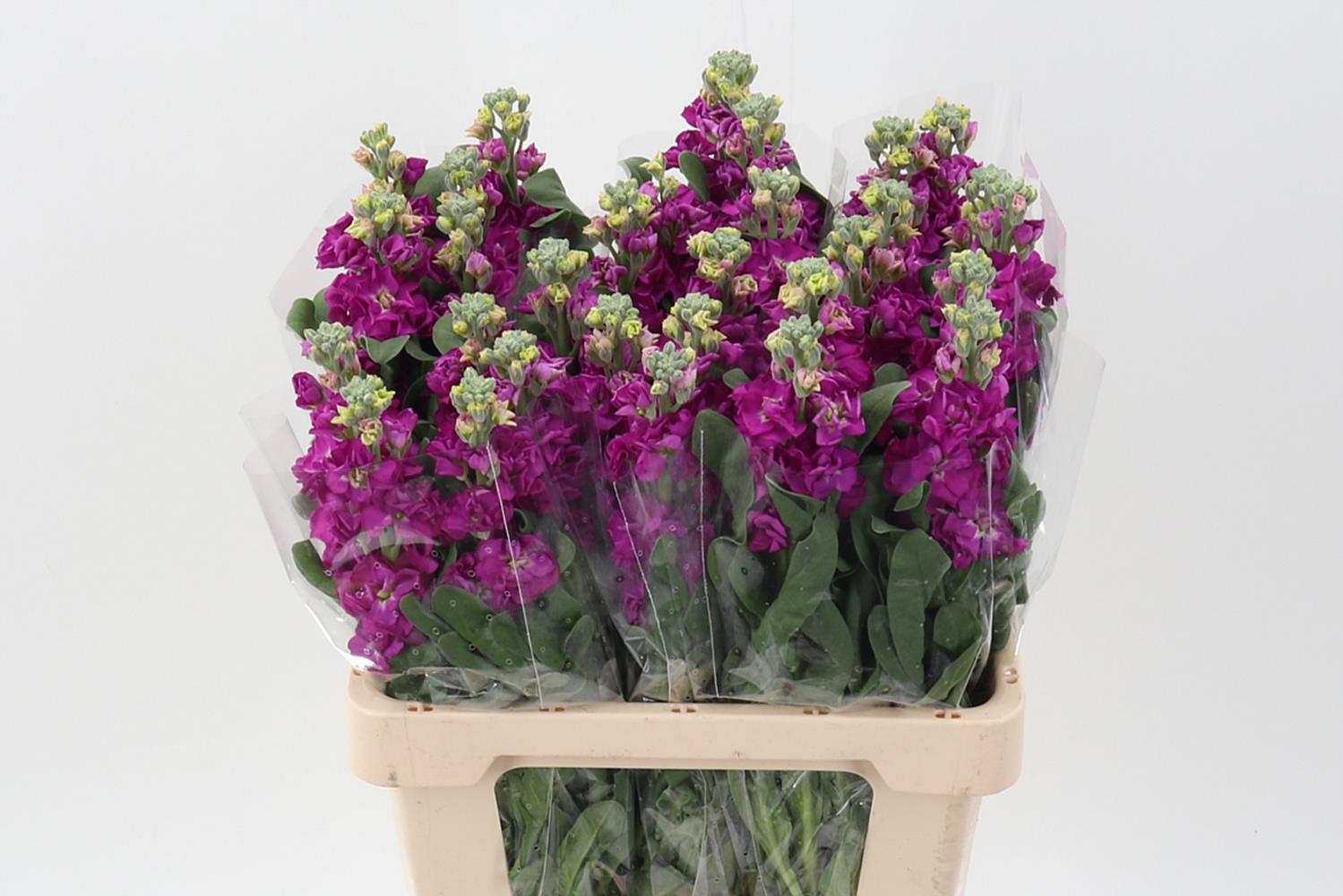 Срезанные цветы оптом Matthiola phantom red от 30шт из Голландии с доставкой по России