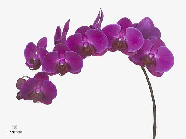 Срезанные цветы оптом Phalaenopsis anthura stellenbosch (per stem) от 6шт. из Голландии с доставкой по России