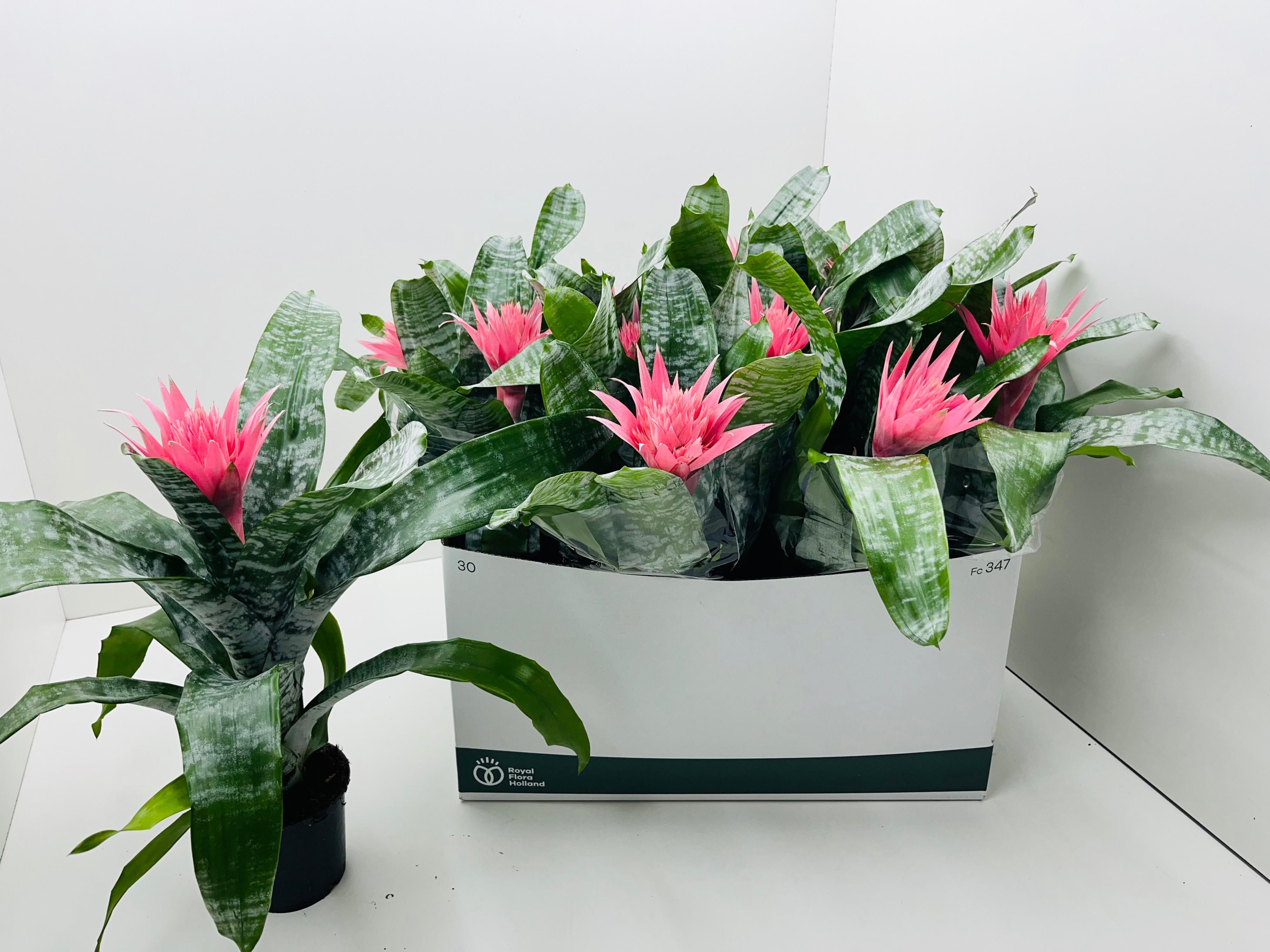 Горшечные цветы и растения оптом Aech Fas Primera от 12шт из Голландии с доставкой по России