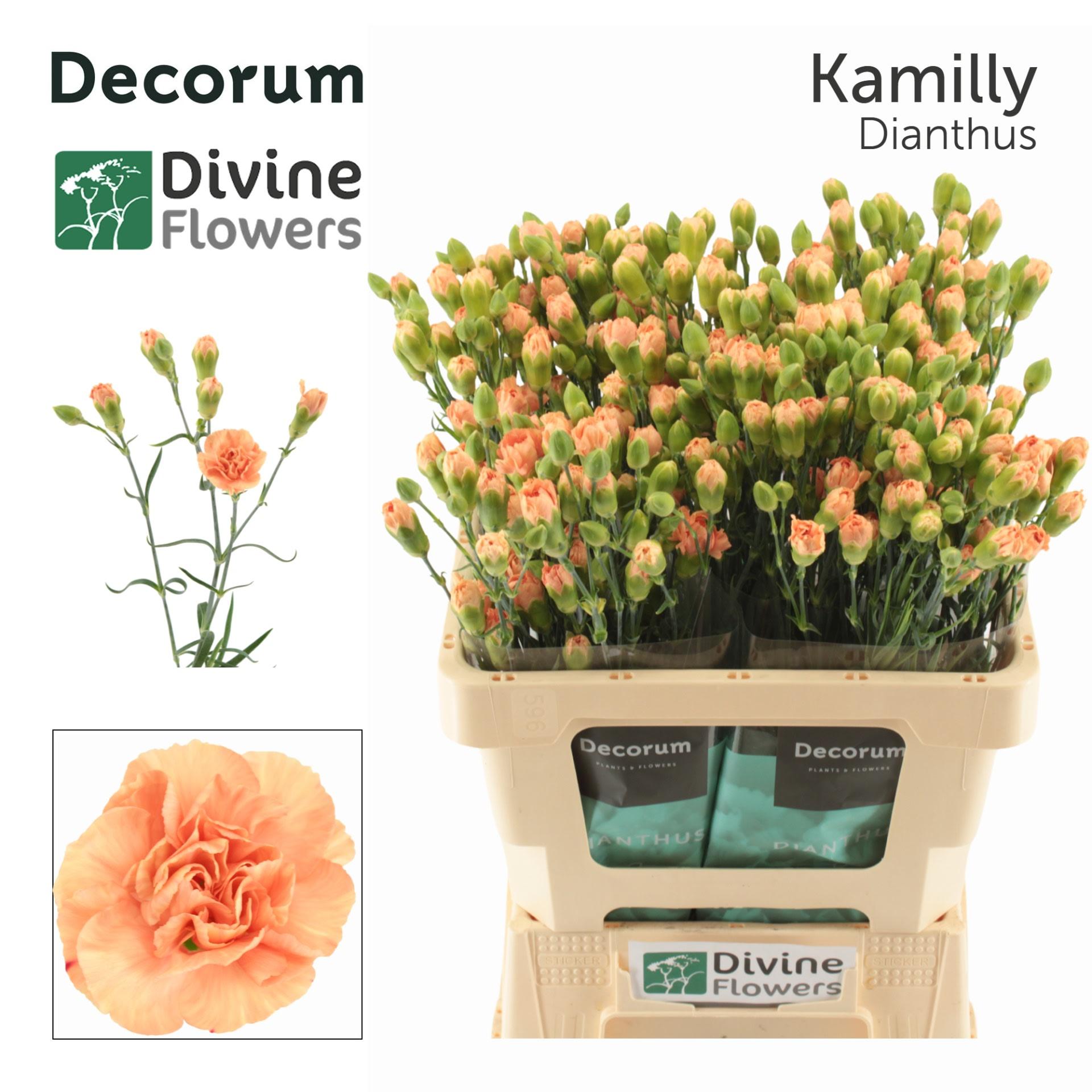 Срезанные цветы оптом Dianthus sp kamilly от 60шт из Голландии с доставкой по России