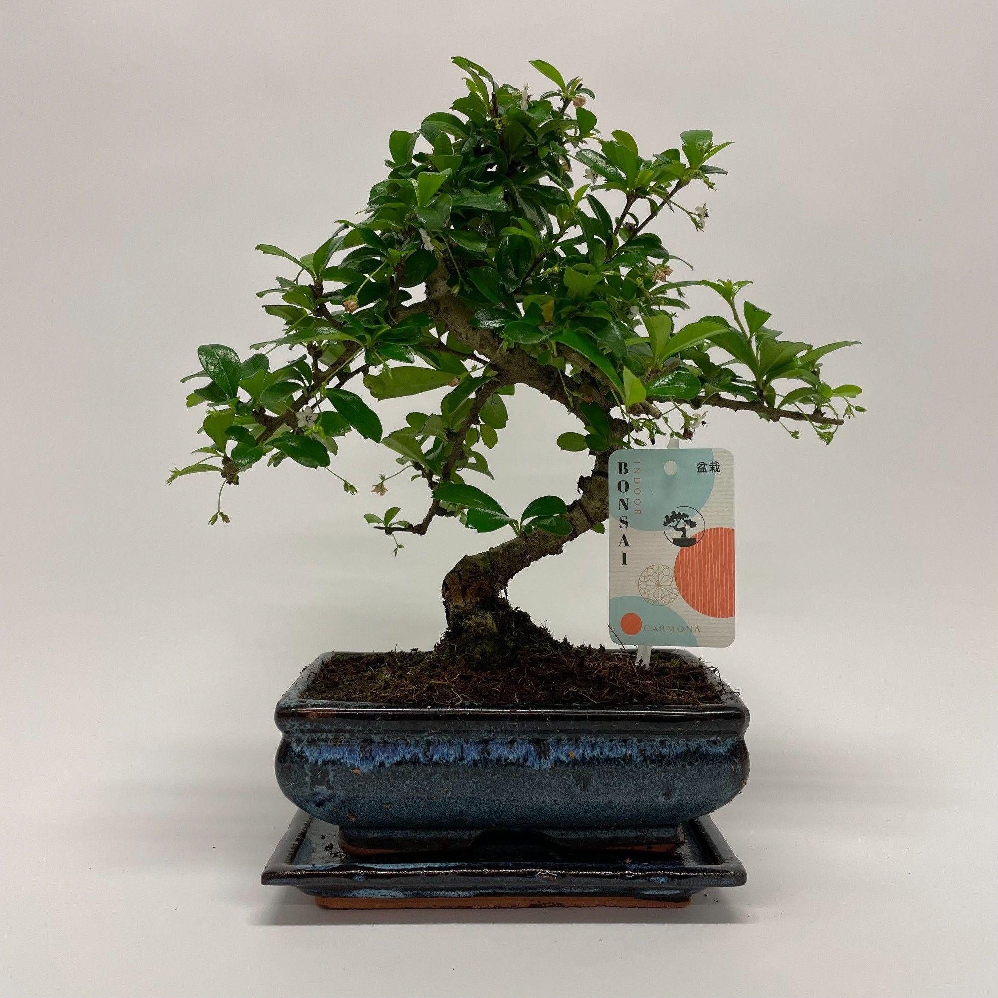 Горшечные цветы и растения оптом Bonsai Carmona S-shape Traditional With Drip Tray от 6шт из Голландии с доставкой по России