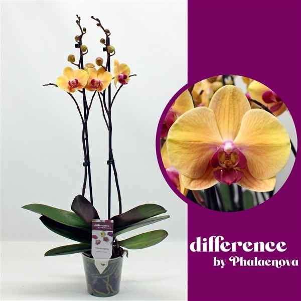 Горшечные цветы и растения оптом Phal 2st Solid Gold 14+ Raw ! (phalaenova) от 10шт из Голландии с доставкой по России