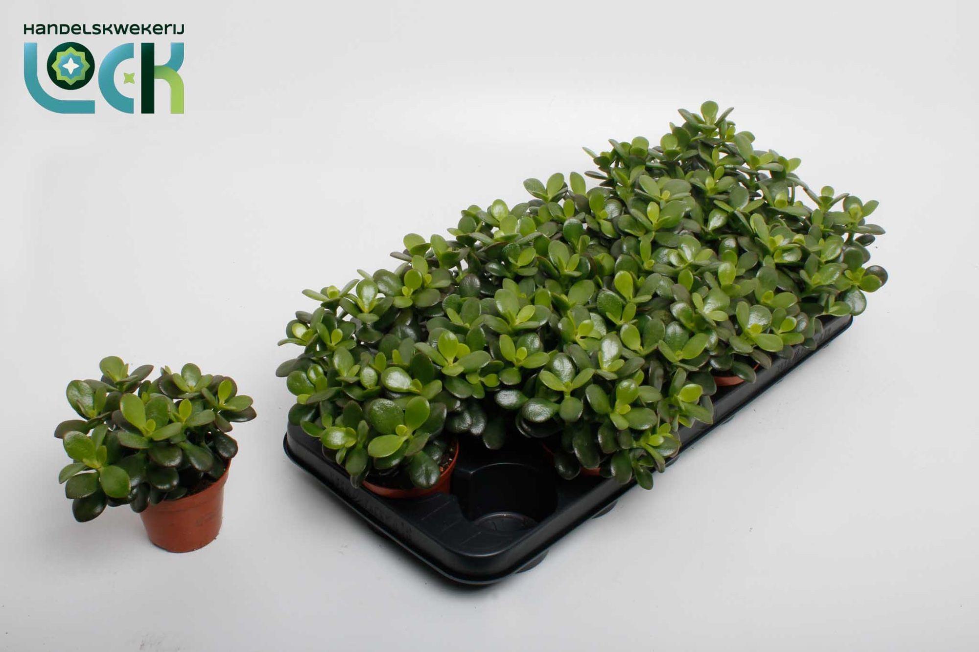 Горшечные цветы и растения оптом Crass Minor от 12шт (для телеги) из Голландии с доставкой по России