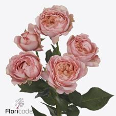 Срезанные цветы оптом Rosa spray julietta от 160шт. из Голландии с доставкой по России