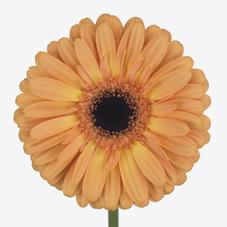 Срезанные цветы оптом Gerbera diamond jetset от 45шт из Голландии с доставкой по России