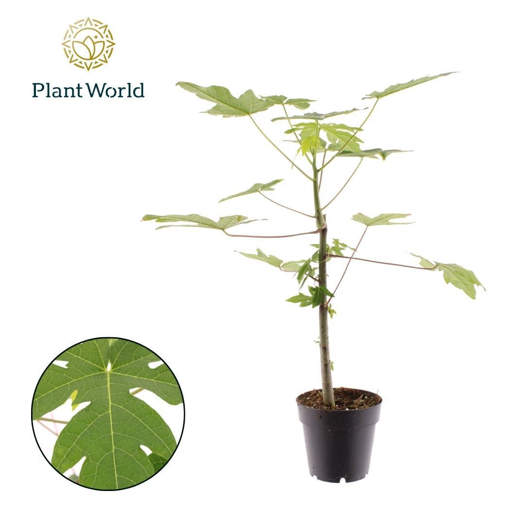 Горшечные цветы и растения оптом Carica Papaya от 7шт из Голландии с доставкой по России