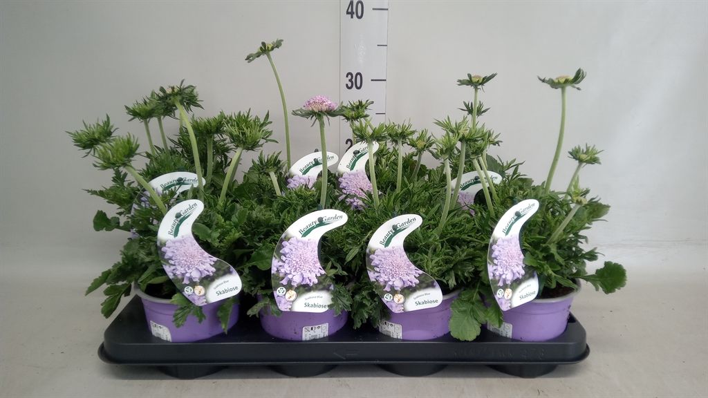 Горшечные цветы и растения оптом Scabiosa Columb. от 8шт из Голландии с доставкой по России
