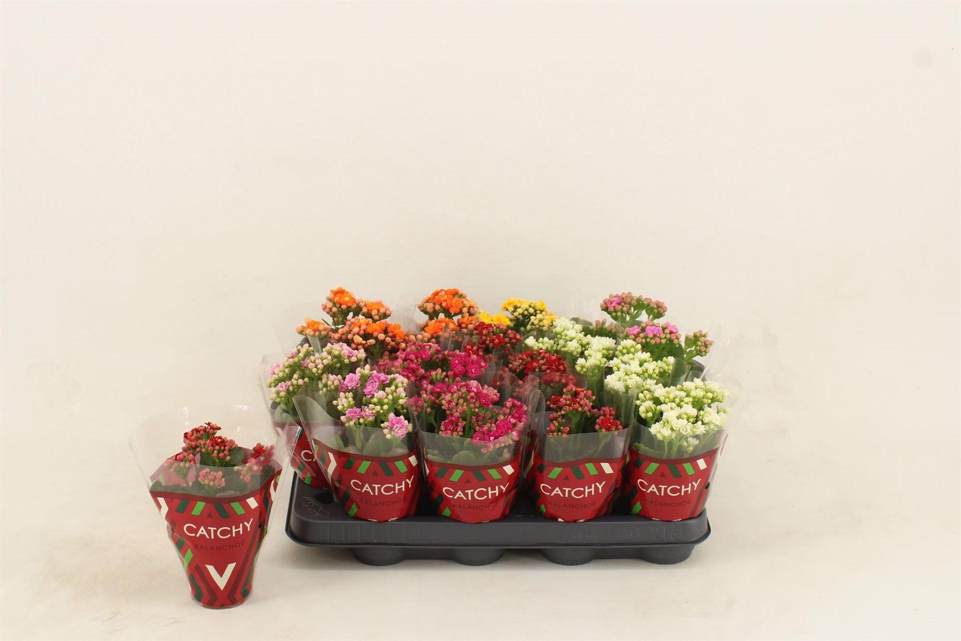 Горшечные цветы и растения оптом Kalanchoe Blos.   ..rosebud Mix  5 от 16шт (для телеги) из Голландии с доставкой по России