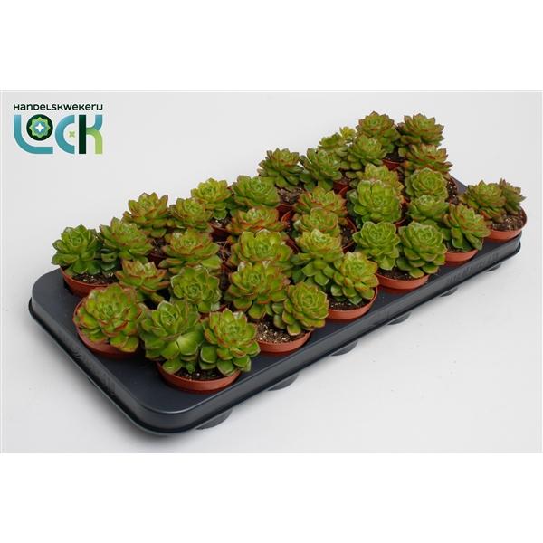 Горшечные цветы и растения оптом Echeveria Afines от 12шт (для телеги) из Голландии с доставкой по России