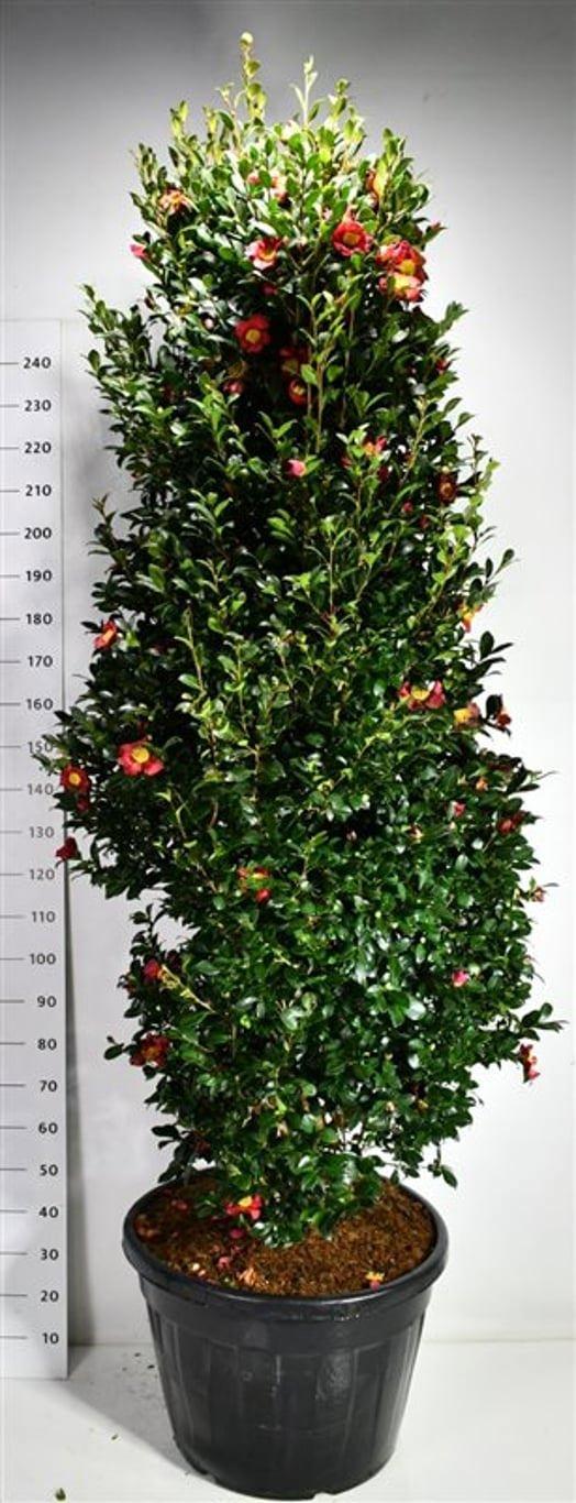 Горшечные цветы и растения оптом Camellia Vernalis yuletide от 1шт из Голландии с доставкой по России