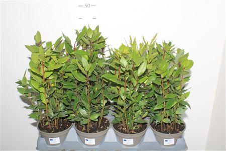 Горшечные цветы и растения оптом Lau Nobilis от 8шт из Голландии с доставкой по России