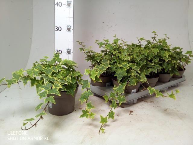 Горшечные цветы и растения оптом Hed He Goldchild от 8шт из Голландии с доставкой по России