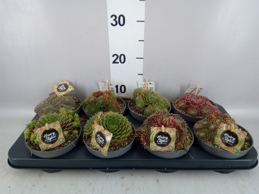 Горшечные цветы и растения оптом Sempervivum ... от 8шт из Голландии с доставкой по России