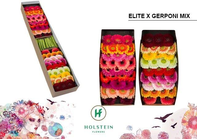 Срезанные цветы оптом Germini elite x gerponi mix от 60шт из Голландии с доставкой по России