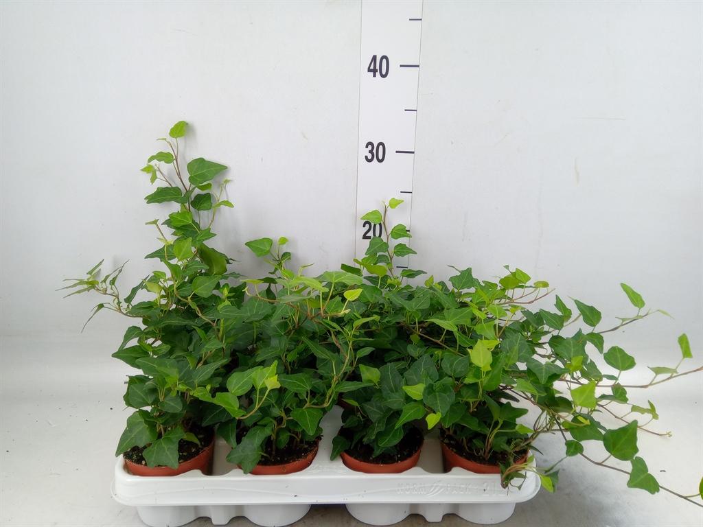 Горшечные цветы и растения оптом Hedera   ...green Leafed от 12шт (для телеги) из Голландии с доставкой по России