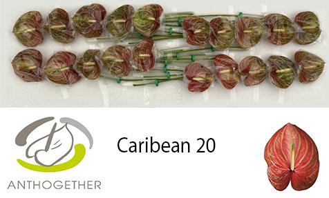 Срезанные цветы оптом Anthurium caribean от 20шт из Голландии с доставкой по России