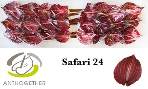 Срезанные цветы оптом Anthurium safari от 24шт из Голландии с доставкой по России