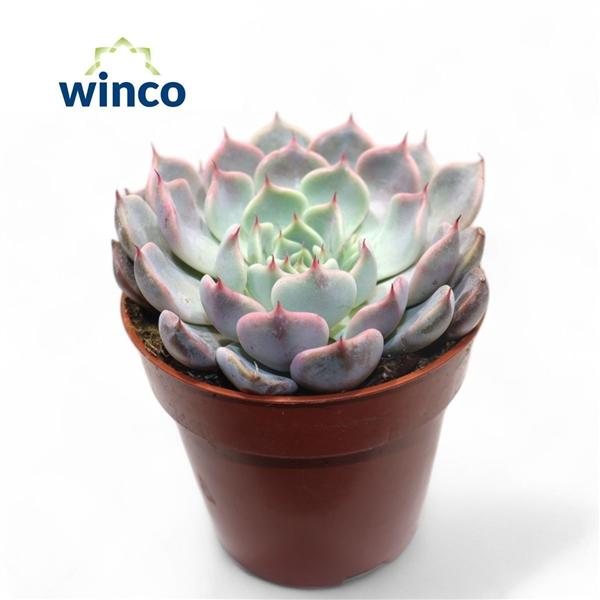 Горшечные цветы и растения оптом Echeveria Rosea от 18шт (для телеги) из Голландии с доставкой по России