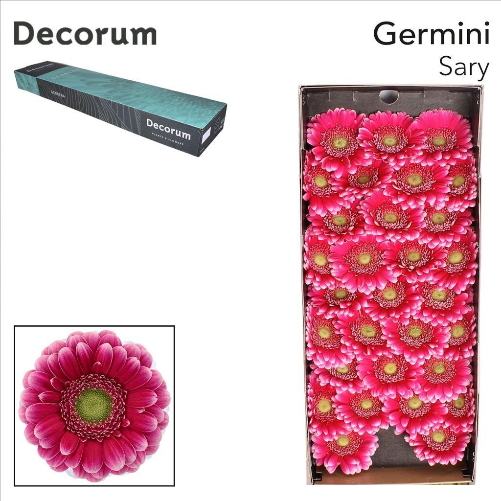Срезанные цветы оптом Germini sary от 60шт из Голландии с доставкой по России