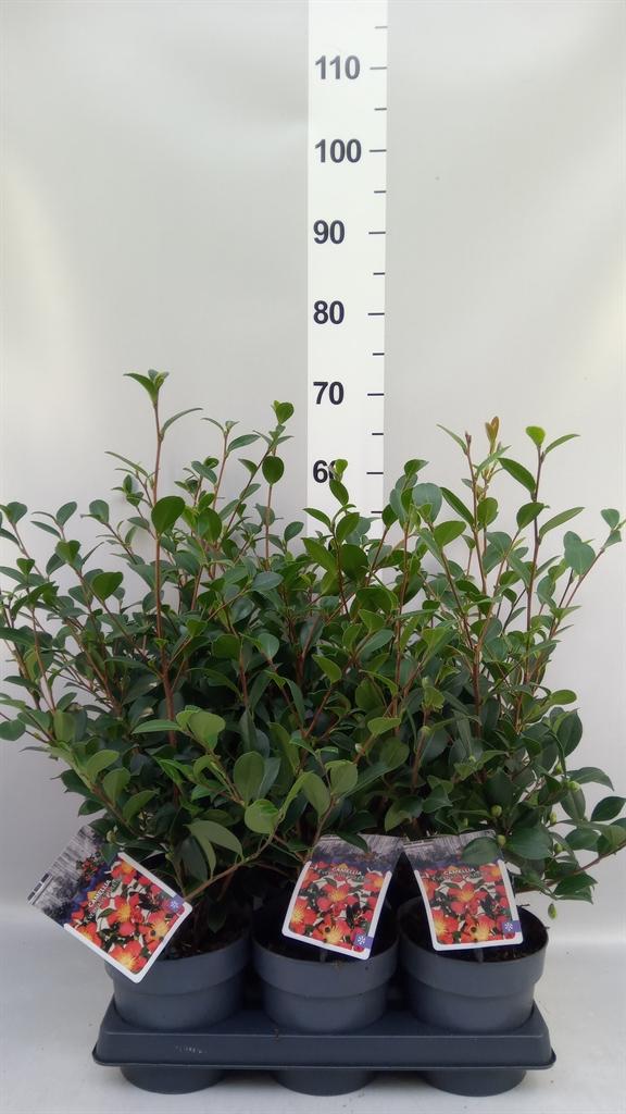 Горшечные цветы и растения оптом Camellia Japonica от 6шт из Голландии с доставкой по России