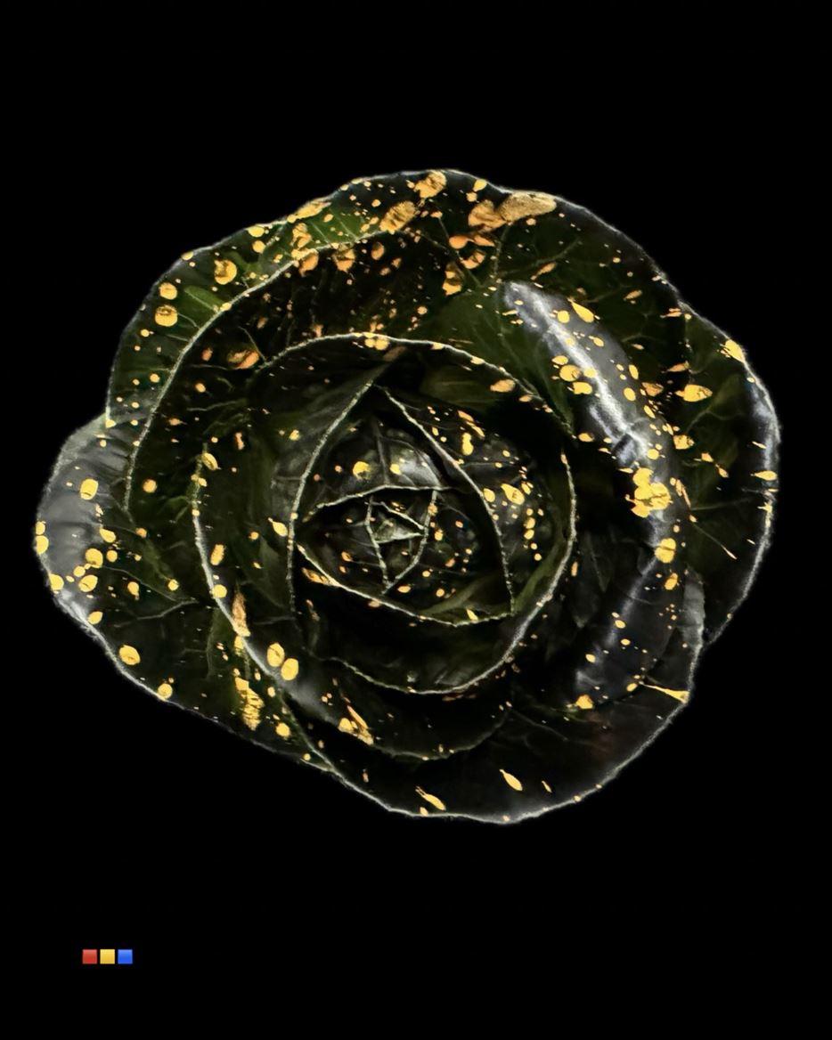 Срезанные цветы оптом Brassica paint black splash orange от 20шт из Голландии с доставкой по России