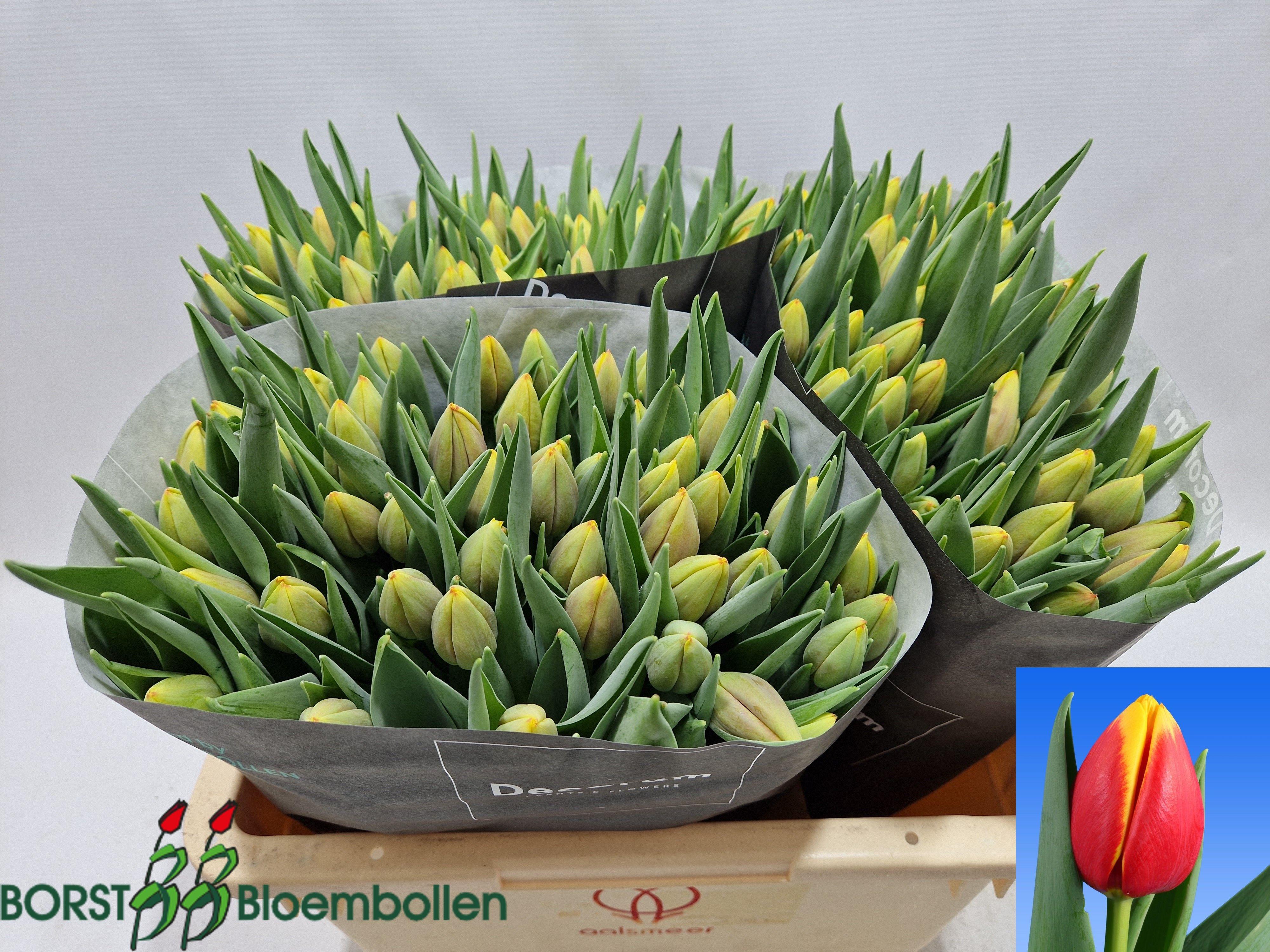 Срезанные цветы оптом Tulipa si rambo от 150шт из Голландии с доставкой по России