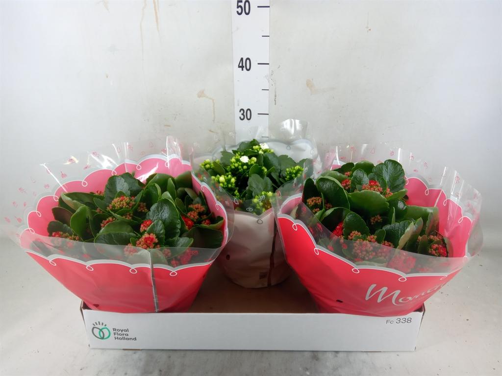 Горшечные цветы и растения оптом Kalanchoe Blos.   ..rosebud Mix  2 от 3шт из Голландии с доставкой по России