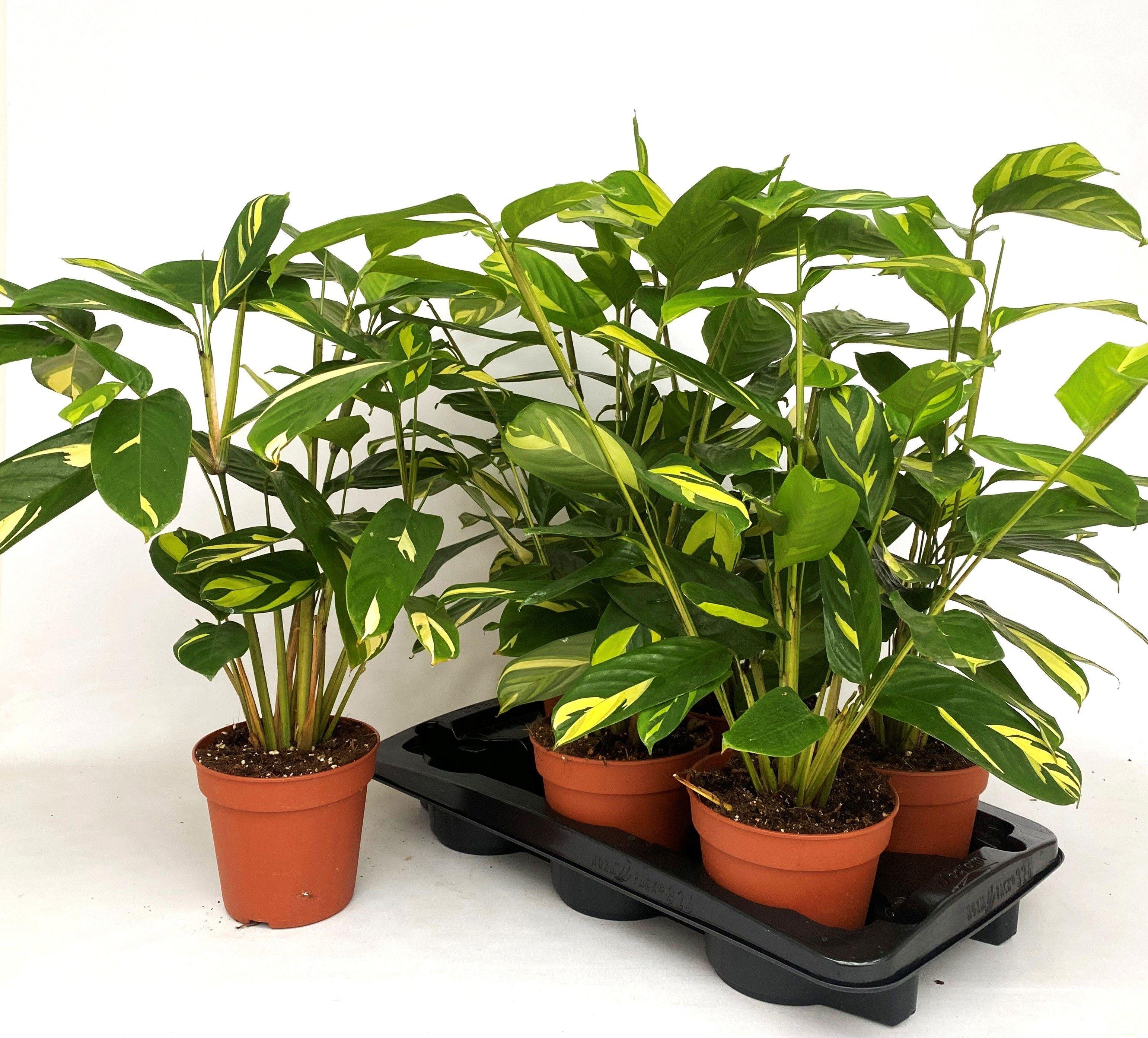 Горшечные цветы и растения оптом Ctenanthe P Golden M от 6шт из Голландии с доставкой по России