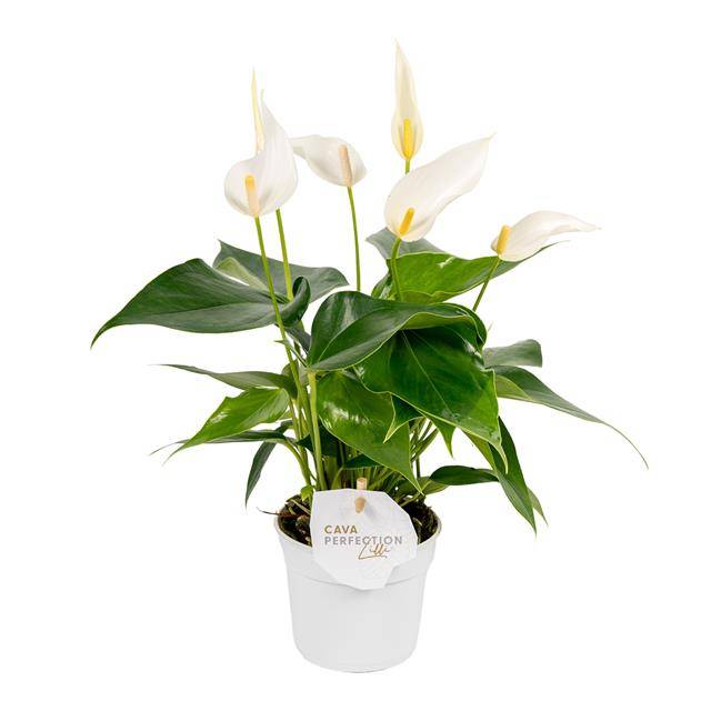 Горшечные цветы и растения оптом Anthurium Lilli White от 6шт из Голландии с доставкой по России