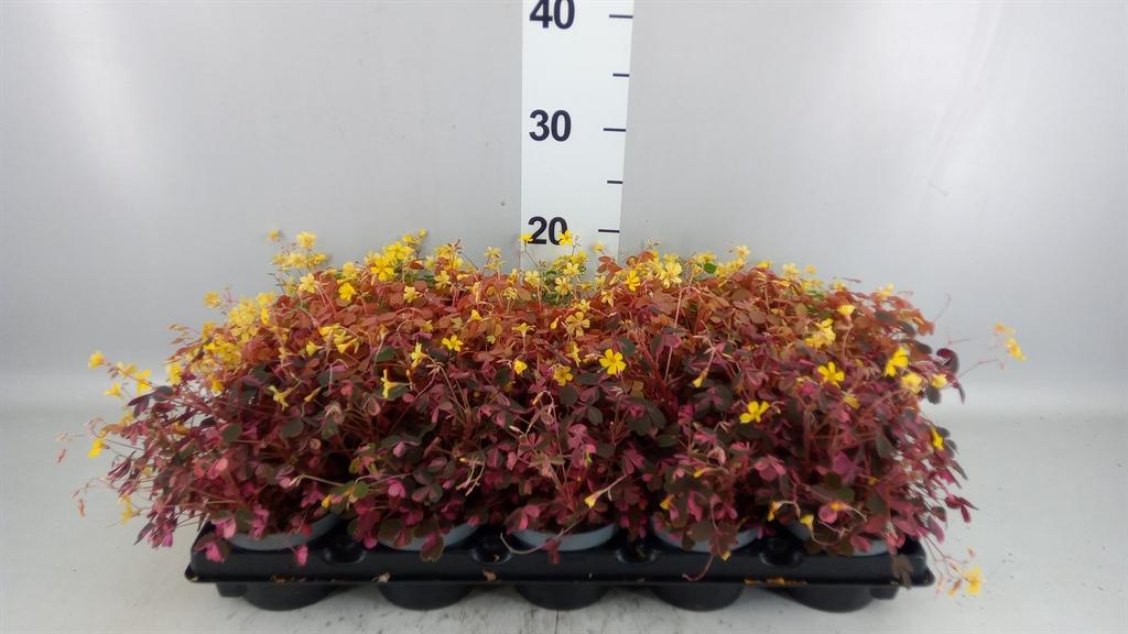 Горшечные цветы и растения оптом Oxalis ... от 15шт из Голландии с доставкой по России