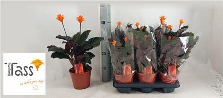 Горшечные цветы и растения оптом Calat Crocata 2 Flower+ от 6шт из Голландии с доставкой по России