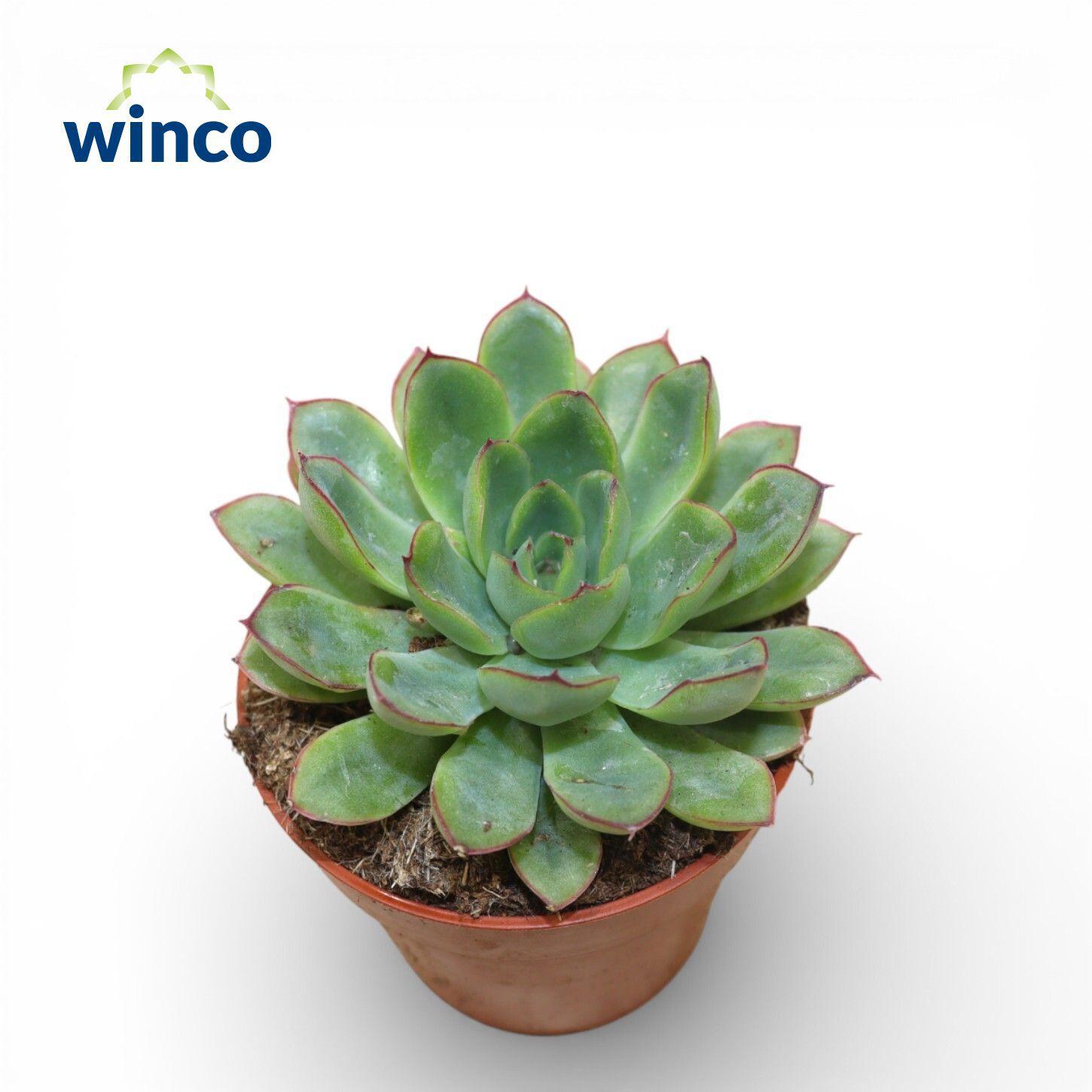 Горшечные цветы и растения оптом Echeveria Rondo от 18шт (для телеги) из Голландии с доставкой по России