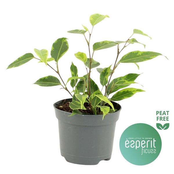 Горшечные цветы и растения оптом Ficus Be Regidan от 21шт (для телеги) из Голландии с доставкой по России Горшечные цветы и растения оптом Ficus Be Regidan от 21шт (для телеги) из Голландии с доставкой по России