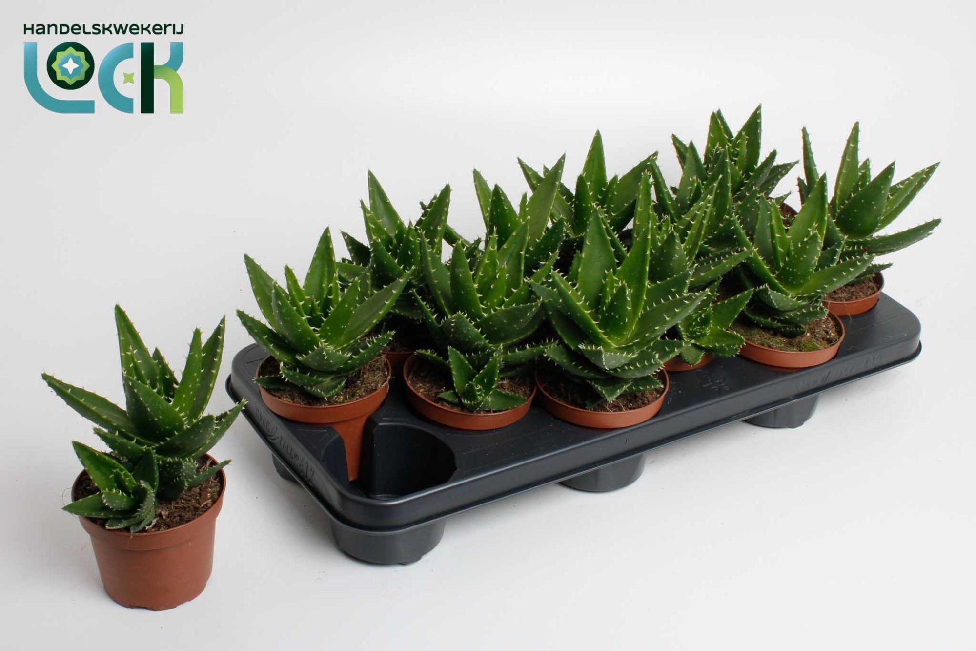 Горшечные цветы и растения оптом Aloe Mitriformis (perfoliata) от 12шт из Голландии с доставкой по России