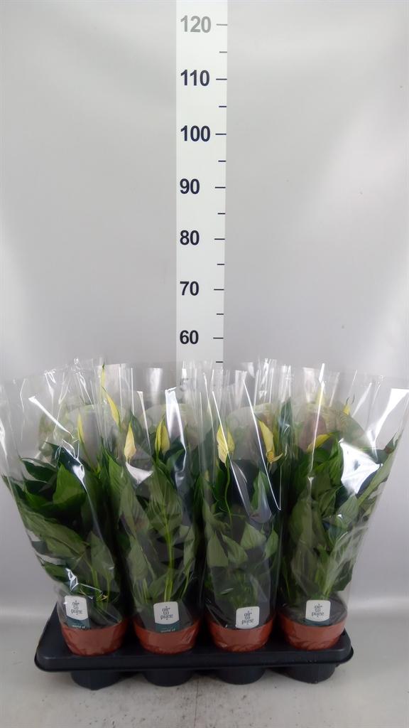 Горшечные цветы и растения оптом Spathiphyllum ... от 8шт из Голландии с доставкой по России