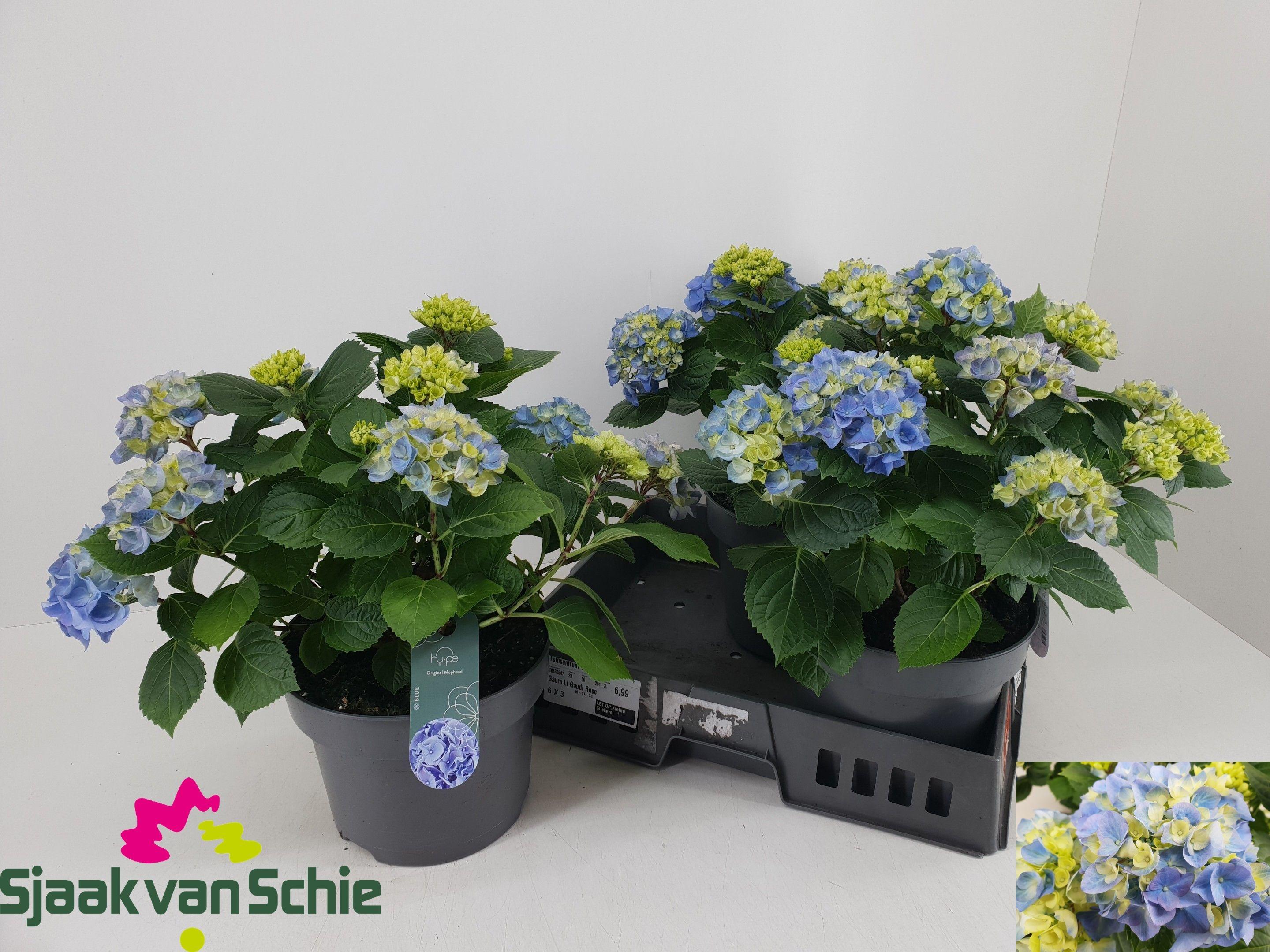 Горшечные цветы и растения оптом Hydr M Hi River от 3шт из Голландии с доставкой по России