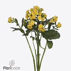 Срезанные цветы оптом Kalanchoe diamond yellow от 10шт из Голландии с доставкой по России